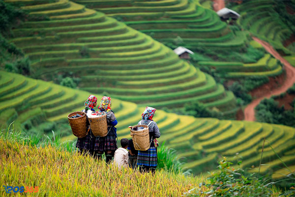 Mộc Châu (Sơn La) - Cao nguyên mộng mơ