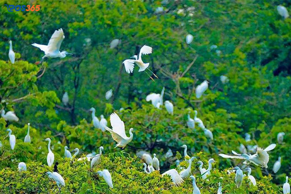 Sân chim Vàm Hồ Bến Tre